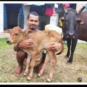 Adani Foundation at ACC Jamul transforms livestock quality and empowers dairy farmers in Chhattisgarh