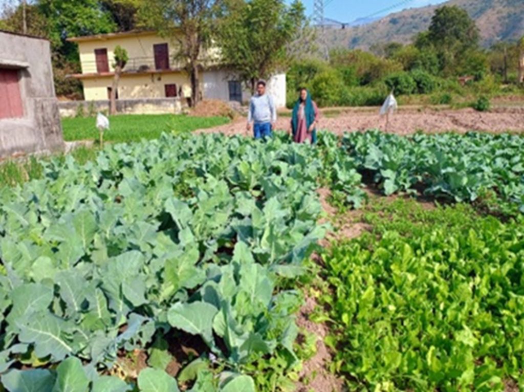 Adani Foundation at ACC Gagal promotes fresh produce farming among women through Poshan Vatika initiative